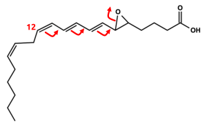 Struktur von Leukotrien A4.