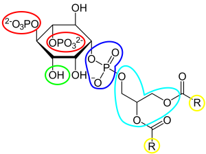 Struktur von Phosphatidylinositol-4,5-bisphosphat.