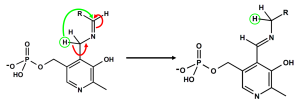 Schritt 2 der Bildung biogener Amine.