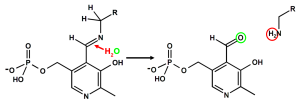 Schritt 3 der Bildung biogener Amine: Abspaltung des biogenen Amins durch Hydrolyse. Dabei greift ein Wassermolekül an der durch den roten Pfeil markierten Stelle an. Der Sauerstoff des Wassers wird in das Pyridoxalphosphat (PLP) eingebaut, während die Protonen des Wassers auf die Aminogruppe des biogenen Amins (grün) übertragen werden. Der Rest R variiert je nach biogenem Amin.