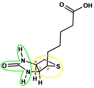 Struktur von Biotin.