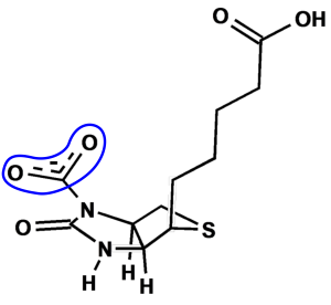 Struktur von Carboxybiotin: Das gebundene CO₂ ist blau markiert.