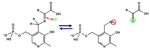Hydrolyse des Ketimins zu Pyridoxaminphosphat (PMP) und einer alpha-Ketosäure. Der rote Pfeil kennzeichnet die Bindung, die durch Wasser nukleophil angegriffen wird. Der grün markierte Sauerstoff des Wassers bildet die Carbonylgruppe der alpha-Ketosäure, während die rot markierten Wasserstoffatome auf die Aminogruppe des Pyridoxamins übertragen werden.