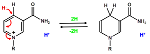 Reaktion von NAD⁺ zu NADH + H+.